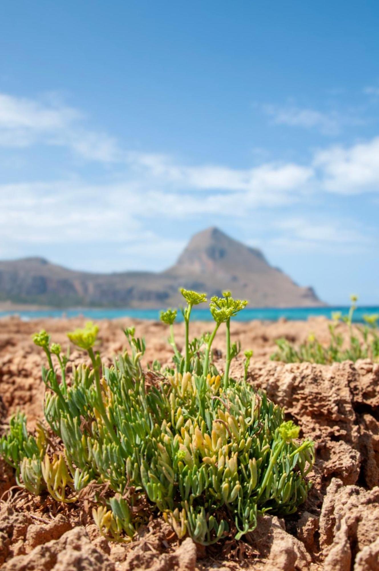 Appartamento Casa magnolia San Vito Lo Capo Esterno foto